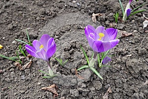 Purple flowers and buds of Crocus vernus