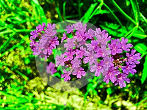 Purple flowers bunched together