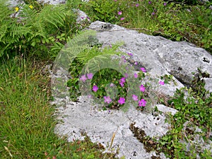 Purple flowers on the Burren