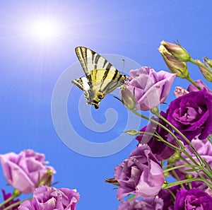 Purple flowers with a butterfly