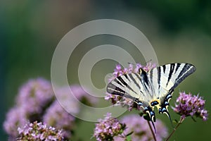 Purple flowers with a butterfly