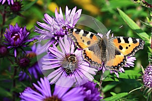 Purple flowers with butterfly , autumn scenery in the Sumava Mountains, Stodulky, Czech Republic