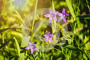 Purple flowers of Campanula Patula or spreading bellflower against the green grass in a rural field at sunrise. Shallow focus,