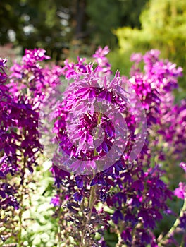 Purple flowers of campanulaceae lobelia speciosa hadspen purple