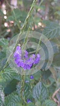 purple flowers that captivate hearts