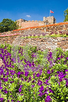 Purple flowers and castle