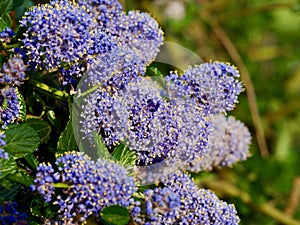 Purple flowers of Ceanothus griseus