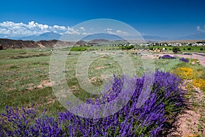 Purple flowers and cemetery