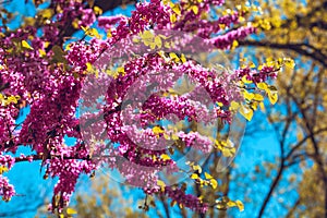 Purple flowers of Cercis canadensis