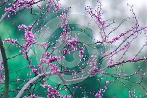 Purple flowers of Cercis canadensis on bright emerald green background