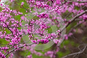 Purple flowers of Cercis canadensis photo