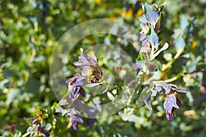 Purple flowers of Cerinthe major \'Purpurascens\' in the garden. photo