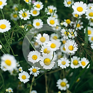 Purple flowers, chamomile grass, beautiful