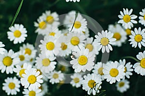 Purple flowers, chamomile grass, beautiful