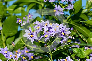 Purple flowers of Chilean potato tree or Solanum crispum Glasnevin