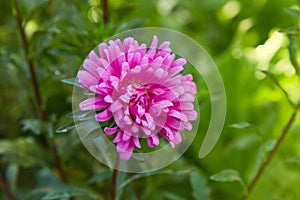 Purple flowers of China annual aster Callistephus chinensis