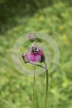 Purple flowers of Cirsium heterophyllum plant photo