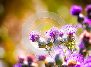 Purple flowers of Cirsium vulgare, Spear thistle or Common thistle close up in sunlight. Selective focus