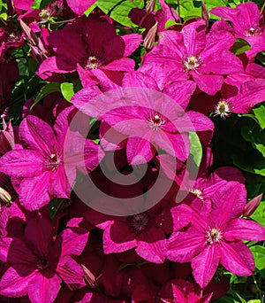 Purple flowers of Clematis viticella in the garden. Summer and spring time