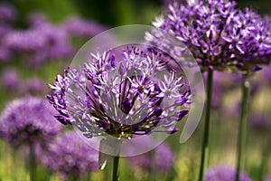 Purple flowers close-up