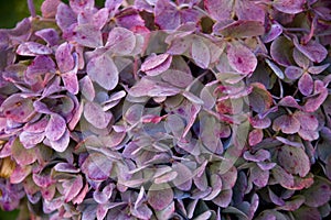 Purple flowers - close up