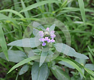 Purple Flowers of a Common Self-Heal Plant
