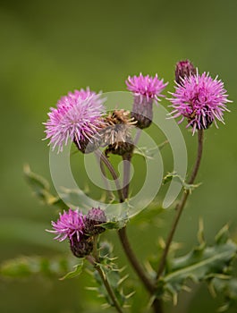 Purple flowers of the Creeping Thistle