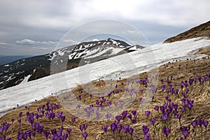 Purple flowers of crocus among the withered grass. Carpathians.