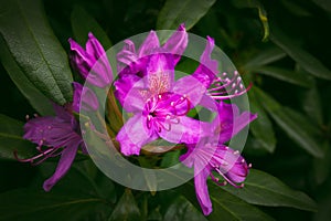 Purple flowers in dark green leaves