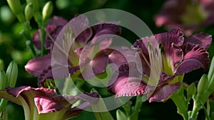 Purple flowers of Daylily Entrapment