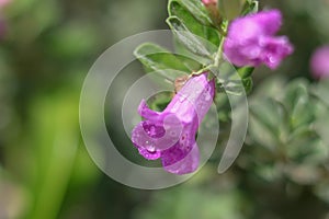Purple flowers dews garden