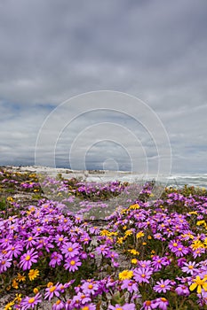 Purple flowers on the dunes