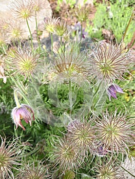 Purple flowers for easter, blooming in February,March or April