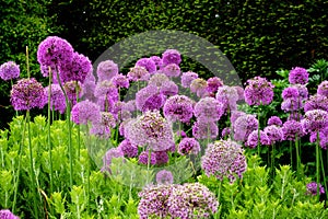 Purple Flowers in an English Garden