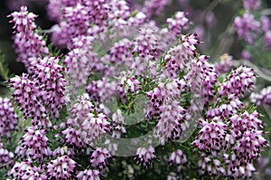 Purple flowers of Erica carnea, or spring heath photo