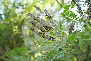 Purple flowers of False indigo bush (Amorpha fruticosa), Lead Plant in the garden. Summer and spring time.