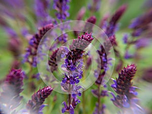 Purple flowers in a field