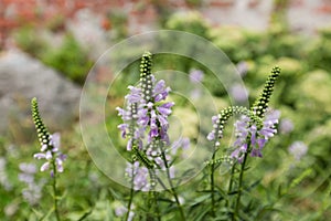 Purple flowers of Finger False Dragonhead growing in summer, Europe