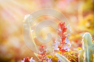 Purple flowers flourish in meadow