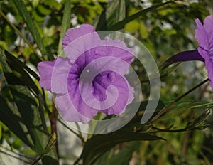 Purple flowers. photo