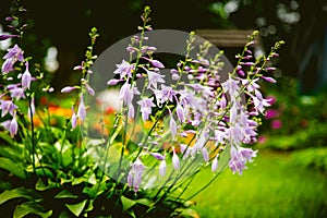 Purple flowers in the flowerbed