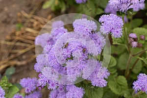 Purple flowers. A flowering plant. Beauty is in nature