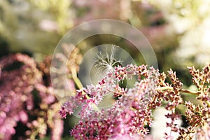 Purple flowers and fluff wallpaper.