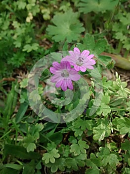 Purple Flowers photo