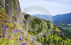 Purple Flowers Frame the Columbia Gorge