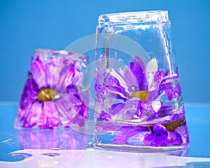 Purple Flowers Frozen in Ice