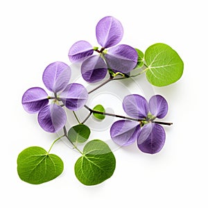 Purple Flowers With Green Leaves On White Background photo