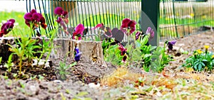 Purple flowers in garden
