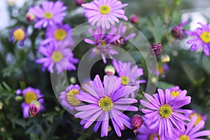 purple flowers in the garden