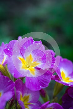 Purple flowers in the garden